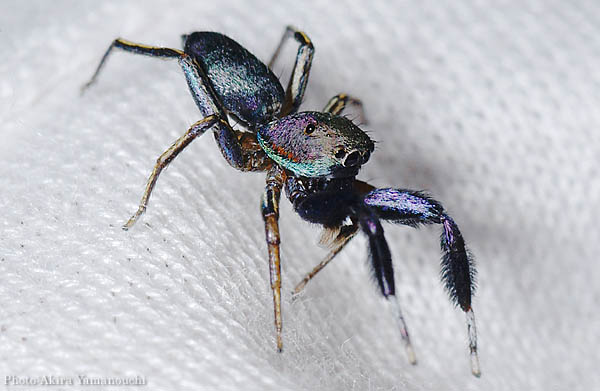 昆虫ほか:ハエトリグモ Photo:Akira Yamanouchi.