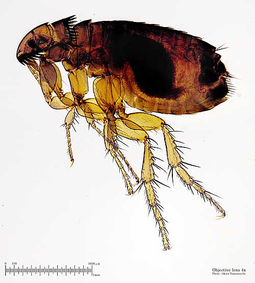 Latest Microscopic Images 最新顕微鏡画像:Flea from ferret(Extra-low magnification) フェレットのノミ(極低倍率) Photo:Akira Yamanouchi.