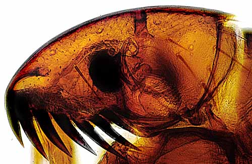 Latest Microscopic Images 最新顕微鏡画像:Flea from ferret(Low magnification) フェレットのノミ(低倍率) Photo:Akira Yamanouchi.