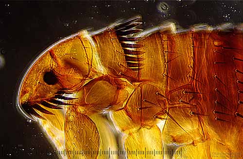 Latest Microscopic Images 最新顕微鏡画像:Flea from ferret(Low magnification) フェレットのノミ(低倍率) Photo:Akira Yamanouchi.