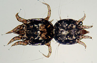 Latest Microscopic Images 最新顕微鏡画像:Rabbit:Ear mite ウサギ：ミミダニ(交尾中) Photo:Akira Yamanouchi.