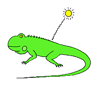 iguana&sun